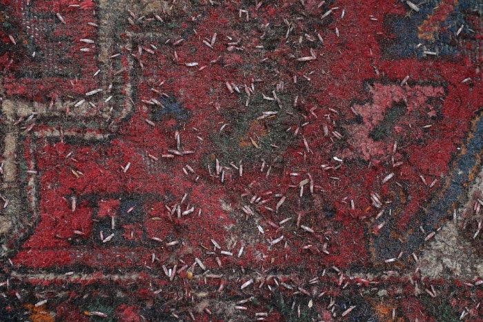 Tapis mité : traitement et reconstitution — L'Art de la Restauration